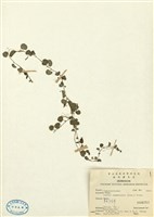 藏品(普刺特草(銅錘玉帶草))的圖片